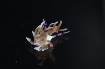 Media type: image;   Malacology 393738 Description: live specimen;